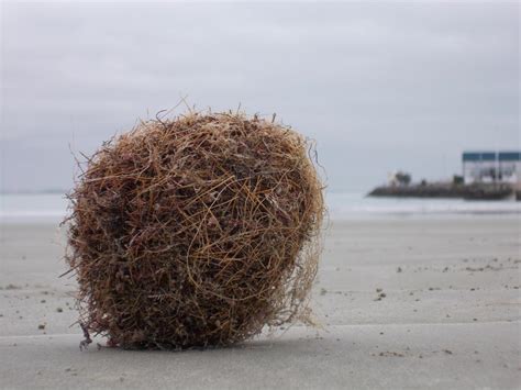 Strange Beach Balls Explained Otago Daily Times Online News