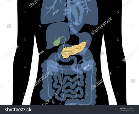 Vector Isolated Illustration Pancreas Duodenum Gallbladder Stock Vector
