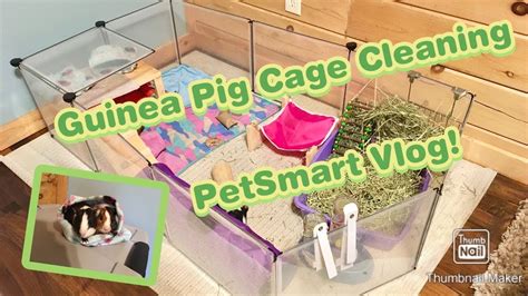 Guinea Pig Cage Cleaning Petsmart Shopping Vlog Youtube