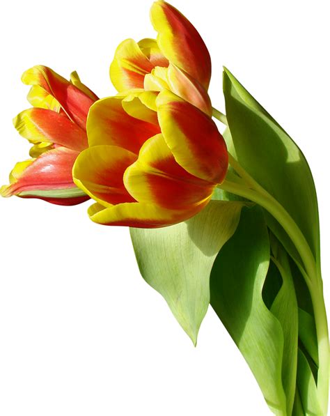 Tulip Png Image Transparent Image Download Size 1809x2281px
