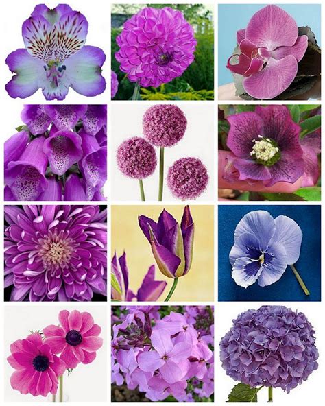 The Different Types Of Purple Flowers Types Of Purple Flowers Purple Flowers Beautiful Flowers