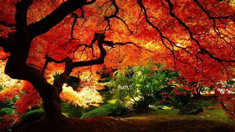 Download 2560x1440 Fall Orange Red Tree Wallpaper