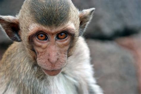 Japonlar Kök Hücre Tedavisi İle Maymunun Kalbini Onardı Pc Hocası