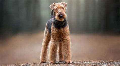 Airedale Terrier Dog Breed Information Facts Pictures And More