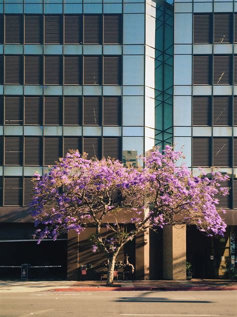 Free Images Tree Architecture Plant Flower Window City Downtown