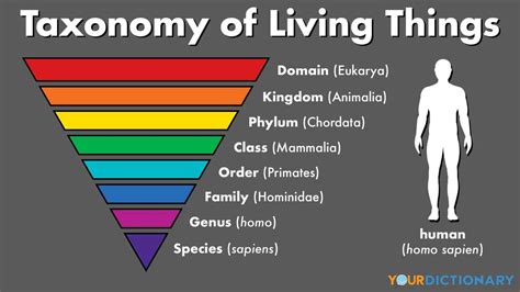 Top 192 Hierarchy Of Animal Classification