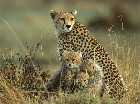 Animal Parents With Their New Born Babies In The Wild Barnorama