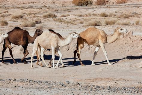 Group Of Dromedaries Camels In The Desert Rosa Frei Photography
