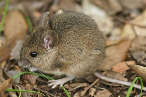 Visit this page to learn about the business and what locals in manchester have to say. Commensal Rodents - A & A Pest Control