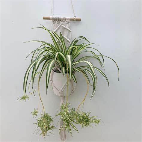 Chlorophytum Variegatum With Pot Cover And Macrame Pot Hanger