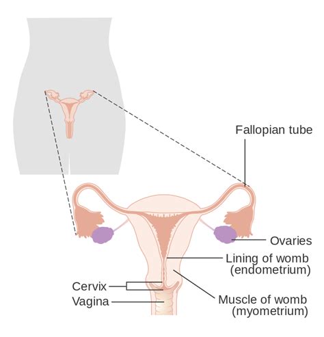 Webgl is required (google chrome recommended). File:Diagram showing the parts of the female reproductive ...