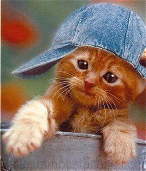 Animaux trop mignon chat marrant animaux mignons images drôles chat drôle chat trop mignon animaux rigolo humour animaux animaux drôles. Photo de chat trop mignon a imprimer | Photos de nos animaux