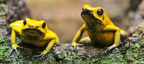 Three Amazing Amazonian Amphibians The Rainforest Site Blog Poison