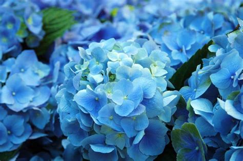 30 Beautiful Blue Flower Names With Pictures EatHappyProject