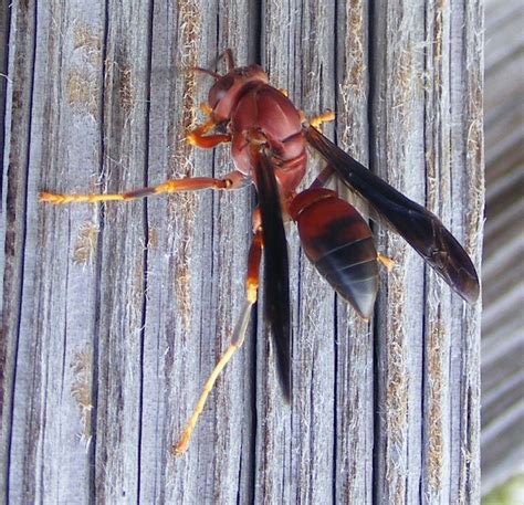 Florida Wasp Flickr Photo Sharing