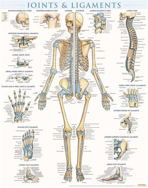 Joints And Ligaments Poster Laminated 9781423228714 Barcharts
