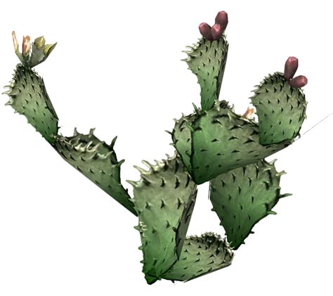 Cactus Png 9 Png All Png All