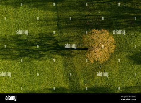 Shadow Of Tree On Lawn Hi Res Stock Photography And Images Alamy