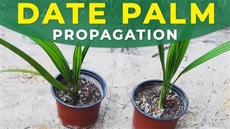 Growing Date Palm From Seeds Propagation Care For Se
