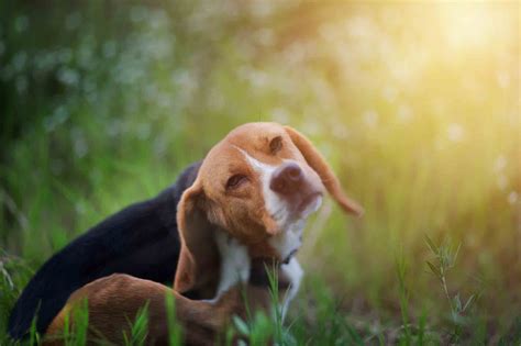 30 reviews of whole pet veterinary clinic amazingly compassionate and intelligent staff. The Whole Pet Vet Hospital and Wellness Center | The Whole ...
