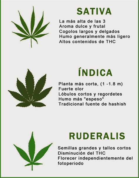 Conoce Las Descripciones De Las Variedades De Cannabis