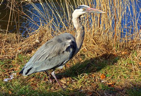 There are a number of fish and other species that enjoy eating mosquitoes, and you should consider adding them to your pond to keep these insects at bay. How to keep heron away from garden fish ponds and pond ...