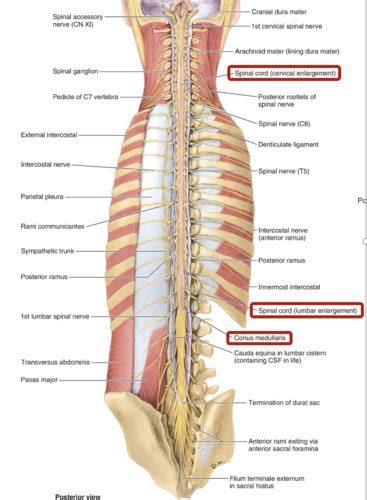 Gross Anatomy Spinal Cord Flashcards Quizlet