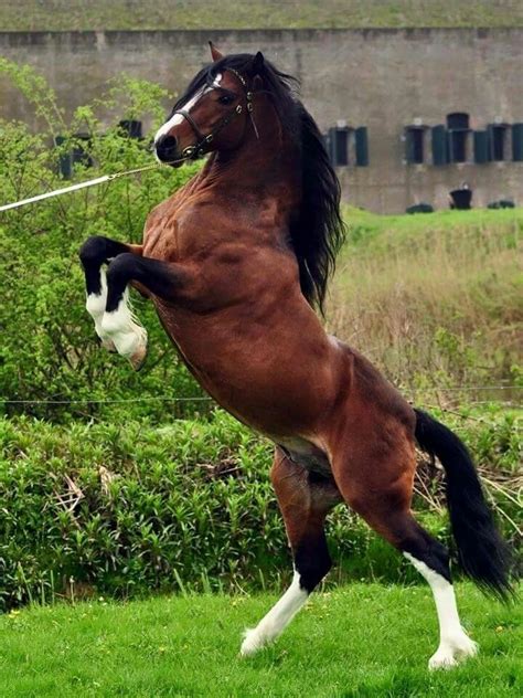 Welsh Cob Horses Most Beautiful Horses Horse Life