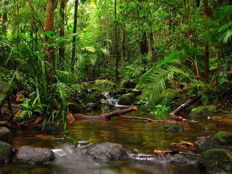 Jungle Rainfores Fern River Stones Fallen Dry Trees Hd Wallpaper For
