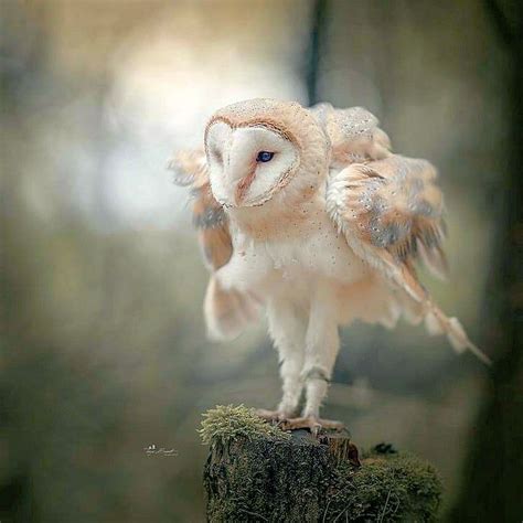 ~ ♥ ~ Animals~ Owls ~ ♥ ~ Image By Evelyn M Barn Owl Cute Baby