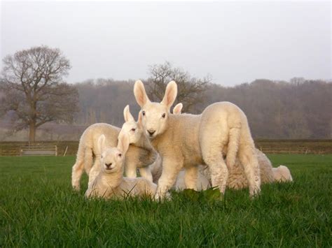 Leicester, bakewell leicester, dishley leicester, english leicester, improved leicester and new leicester. Border Leicester Sheep Images - WICOMAIL