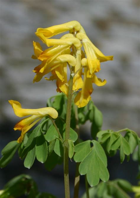 Fond of final fantasy, older jrpgs, and all sorts of general nerdery. Corydalis lutea | Shade perennials, Perennials, Bleeding heart