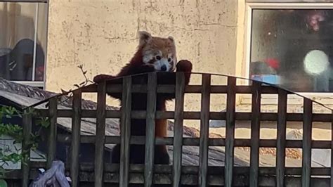 Red Panda Escapes Enclosure At Newquay Zoo