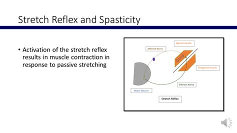 Stretch Reflex And Spasticity Ii World Stroke Academy