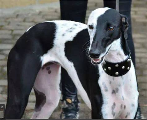 Black And White Greyhound Adoption Greyhound Art Italian Greyhound