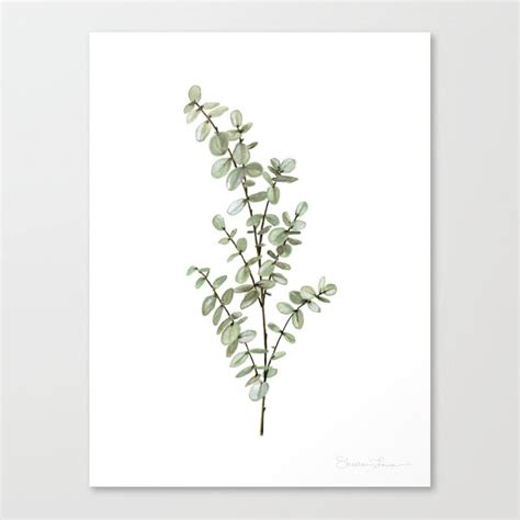 Search For Eucalyptus Drawing At