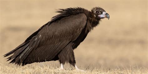 The Largest Birds Of Prey In The World 13 Giant Raptors ️