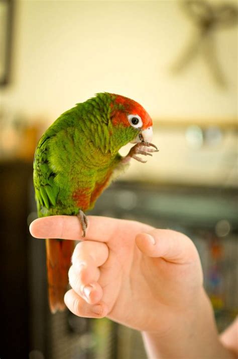 Rose Crowned Conure By Kiwipixel77 On Deviantart