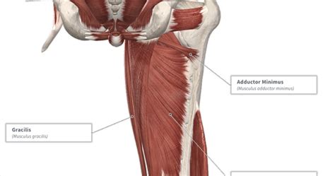 Hip Muscle Tendon Anatomy Images And Photos Finder