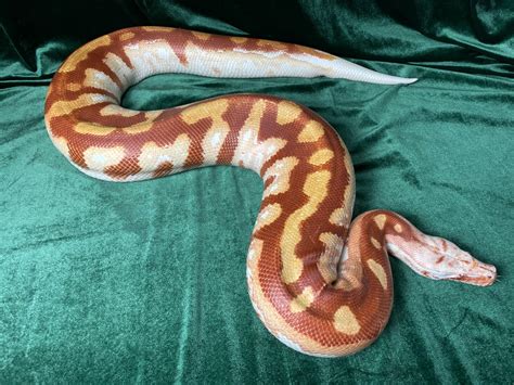 T Negative Blood Python By Bloods By Design Morphmarket