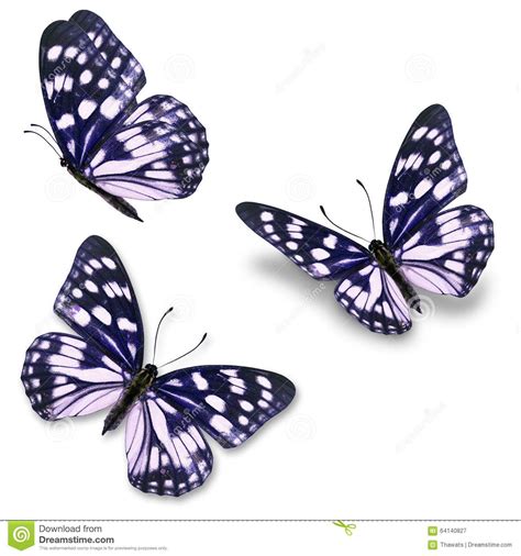 Blue And White Butterfly Stock Photo Image 64140827 White