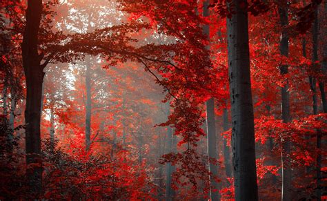 Red Tree Photo During Daytime Hd Wallpaper Wallpaper Flare