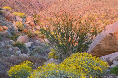 Desert Wildflowers Anza Borrego Desert State Park California