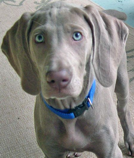 Bonnie Blue And Butler The Weimaraners Puppies Daily Puppy Blue