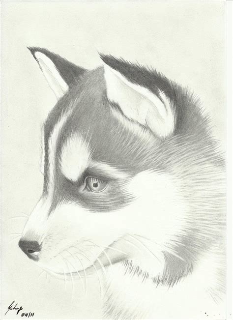 Huskies Dog Drawing Puppy Drawing Husky Drawing
