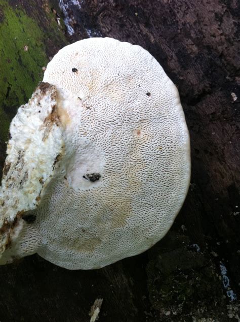 Mushroom Identification Request Missouri Finds Mushroom Hunting And