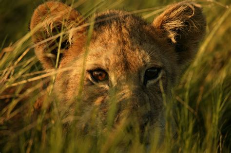 Today, only 20,000 wild lions remain. 2AFRIKA, INC. BLOG: "The Last Lions" in theaters on ...