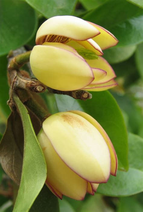 The branches can carry hundreds of star like flowers in the early spring. Magnolia figo (Michelia figo) - Banana Shrub | Banana ...