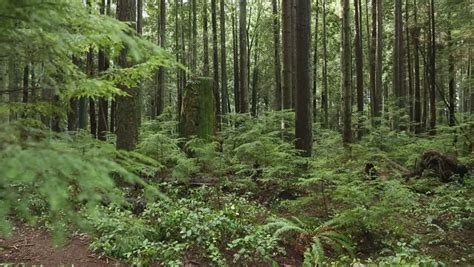 Dolly Shot Lush Pacific Northwest Rain Forest A Camera Dolly Shot Past