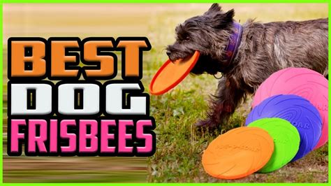 Top 5 Best Dog Frisbees In 2022 Reviews Youtube